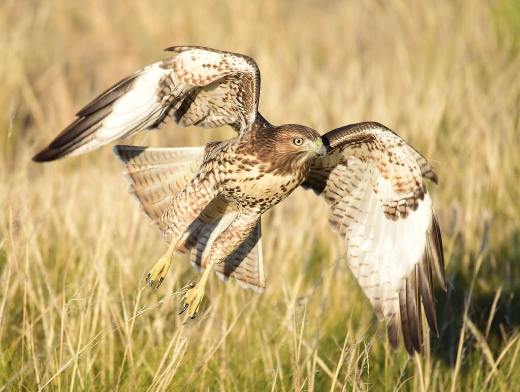 Juvenile red-tailed hawk at Seedskadee National Wildlife Refuge by USFWS Mountain Prairie is marked with Public Domain Mark 1.0.